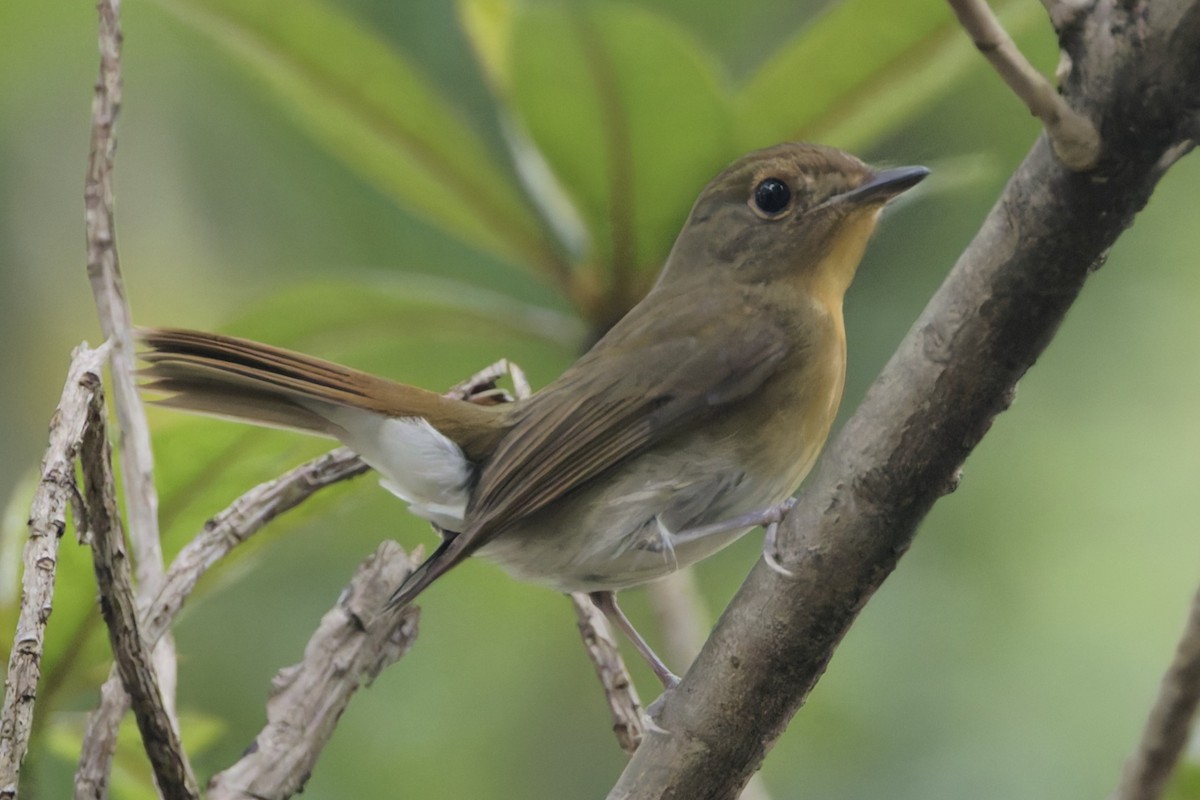 Gobemouche de Hainan - ML644690182
