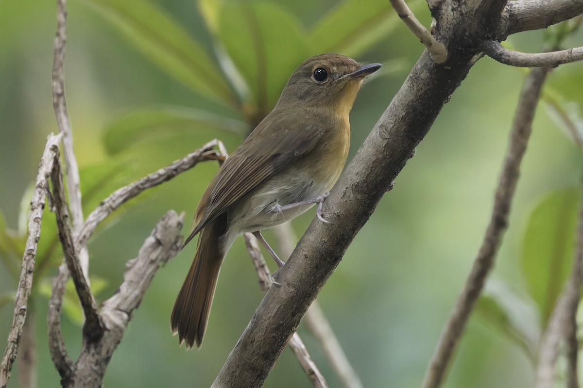 Gobemouche de Hainan - ML644690183