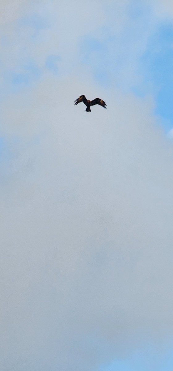 Milan noir - ML644690184