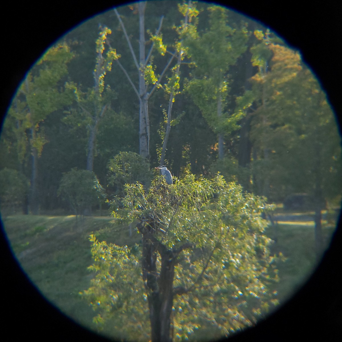 Héron cendré - ML644690185