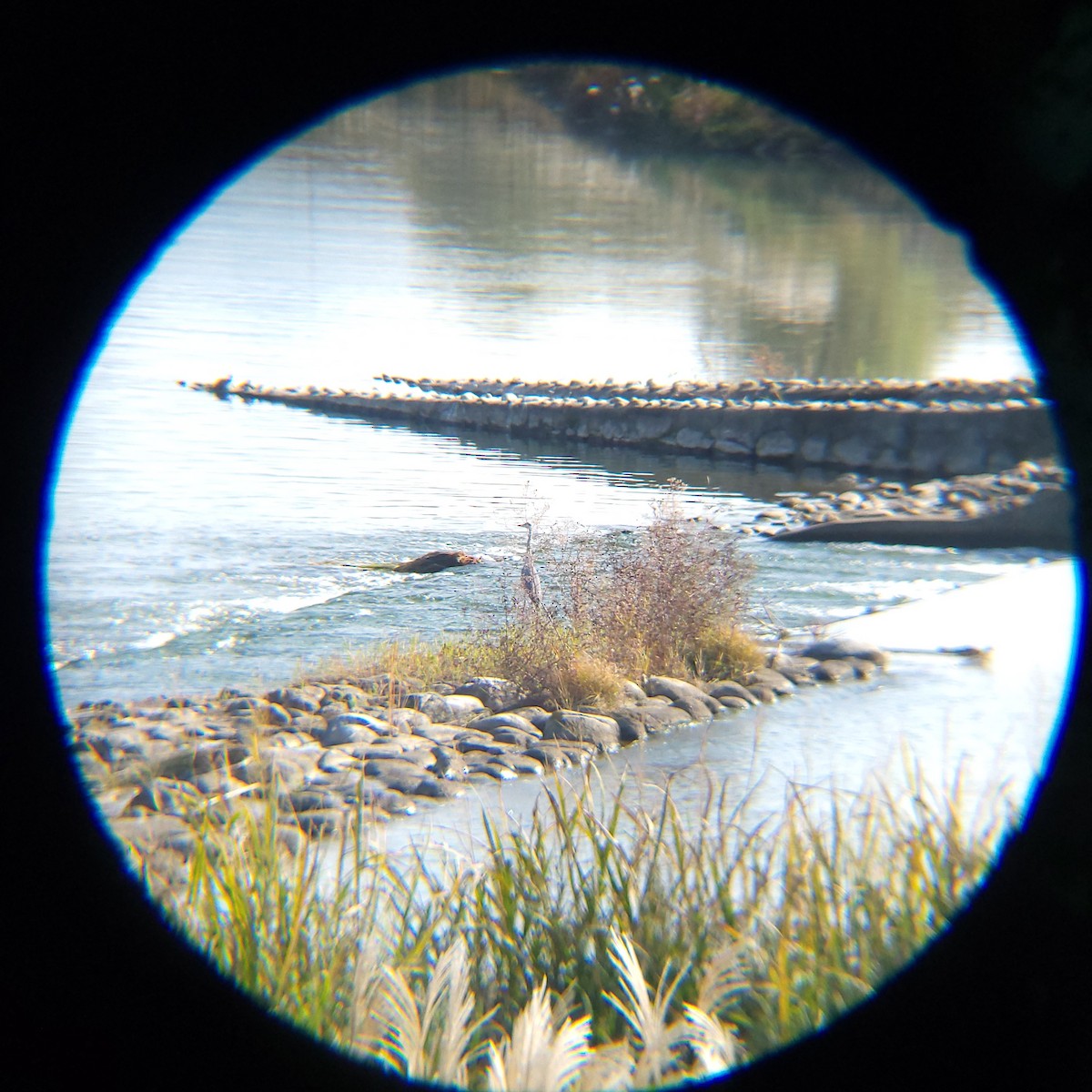 Héron cendré - ML644690186