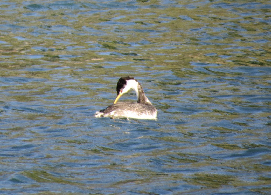 Grèbe à face blanche - ML644690187