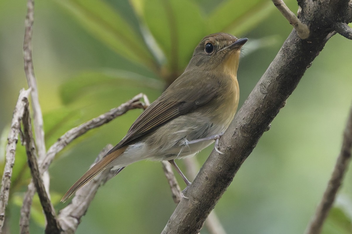 Gobemouche de Hainan - ML644690188