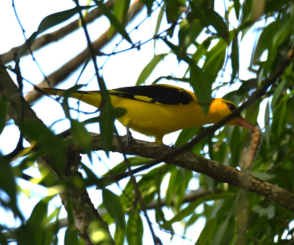 Loriot indien - ML644690189