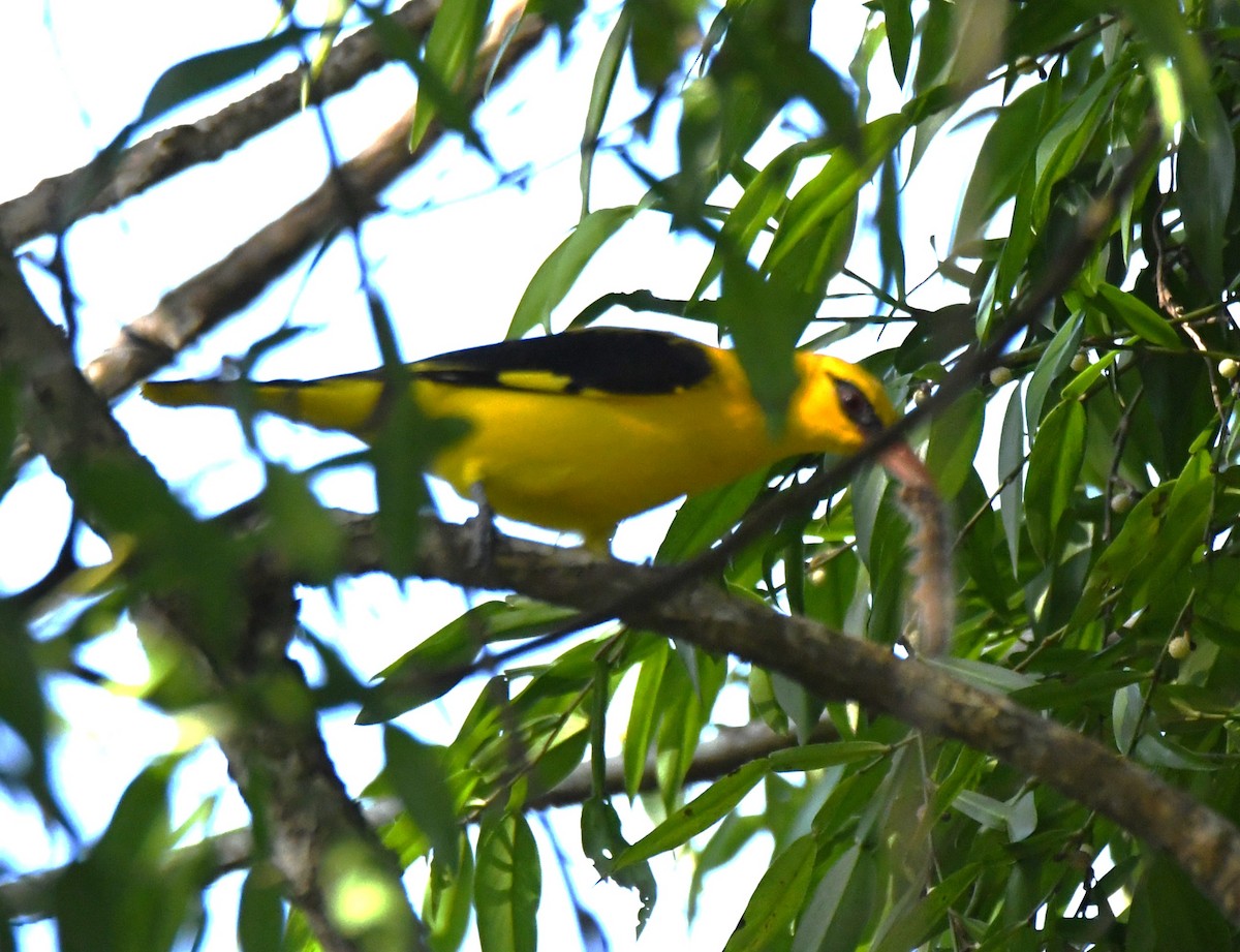 Loriot indien - ML644690192