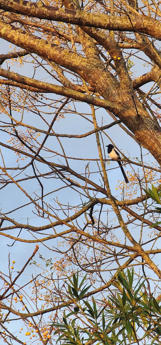 Pie bavarde - ML644690193