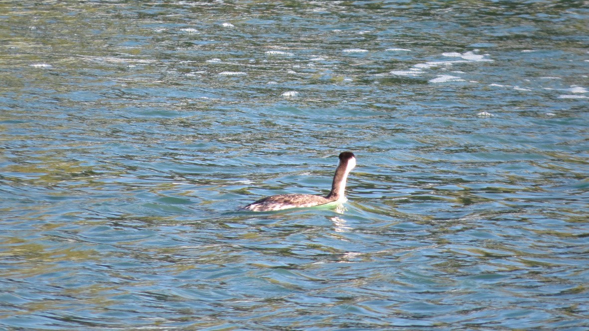 Grèbe à face blanche - ML644690195
