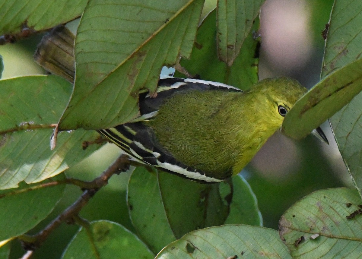 Petit Iora - ML644690196