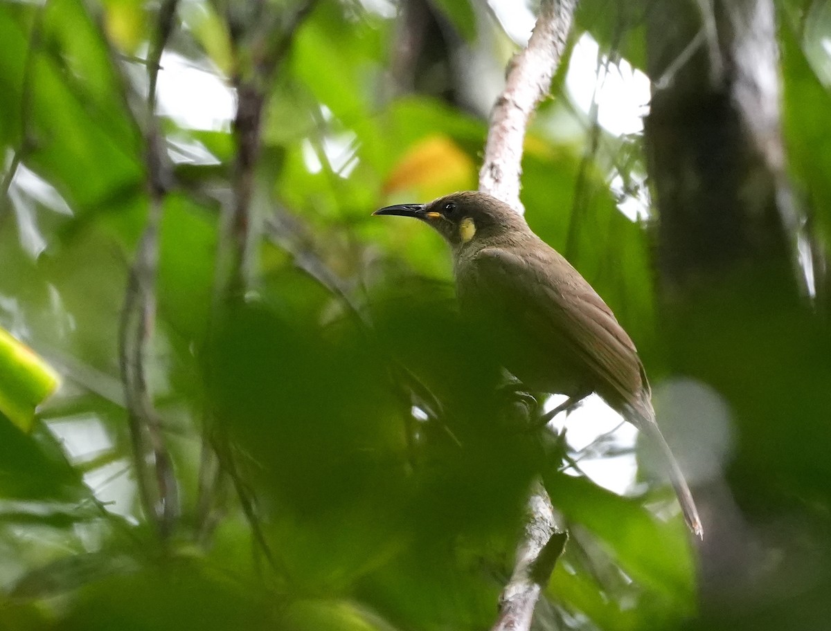 Méliphage imitateur - ML644690197