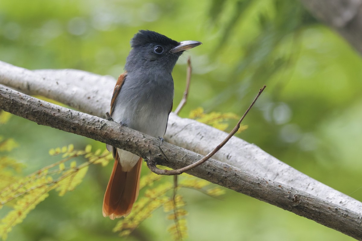 Tchitrec de Blyth - ML644690203