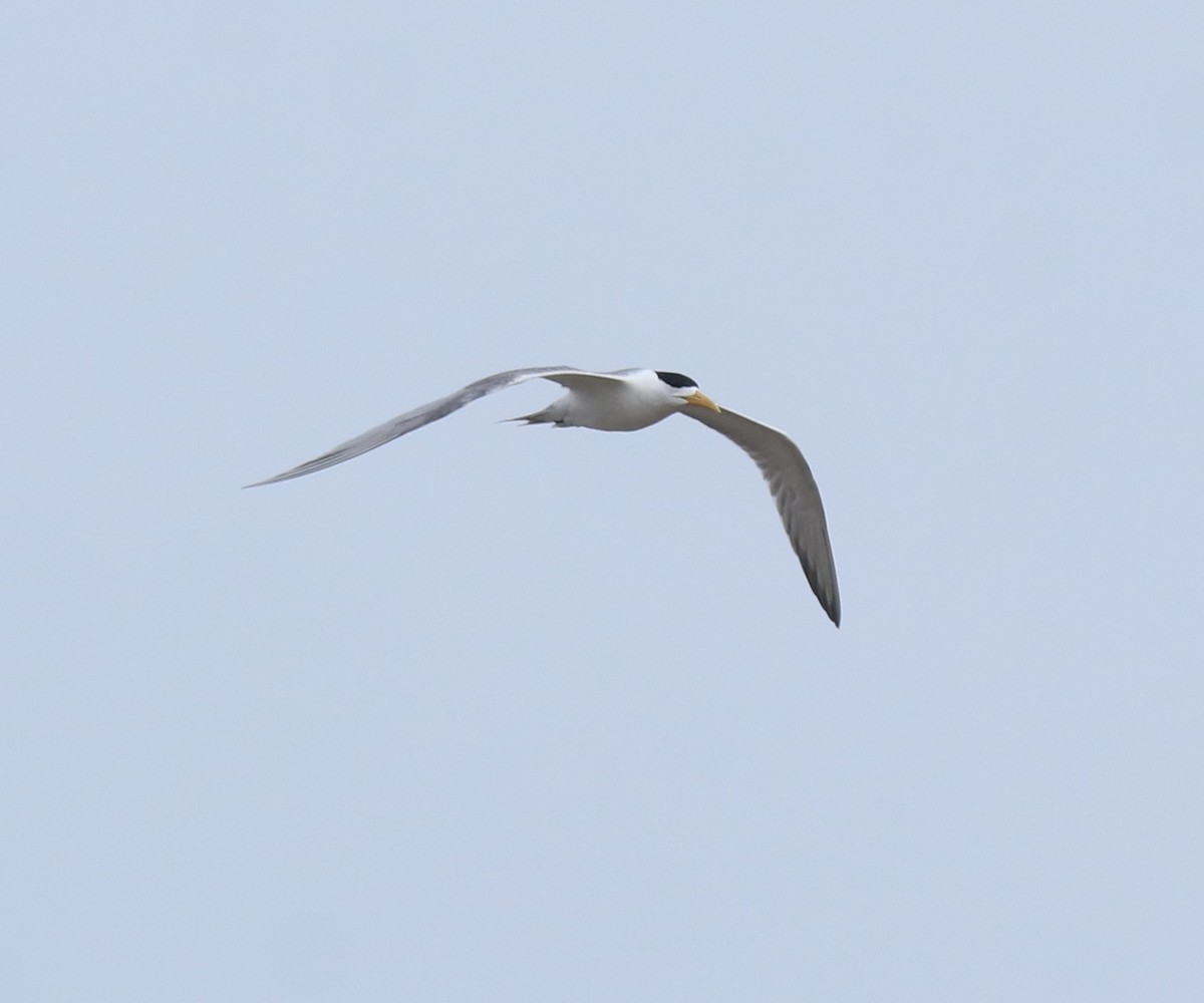 Great Crested Tern - ML644690205