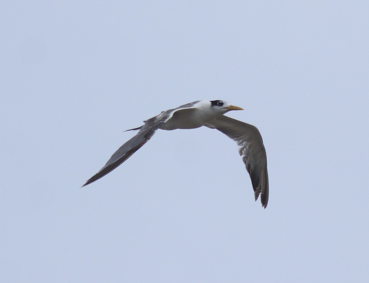 Great Crested Tern - ML644690206