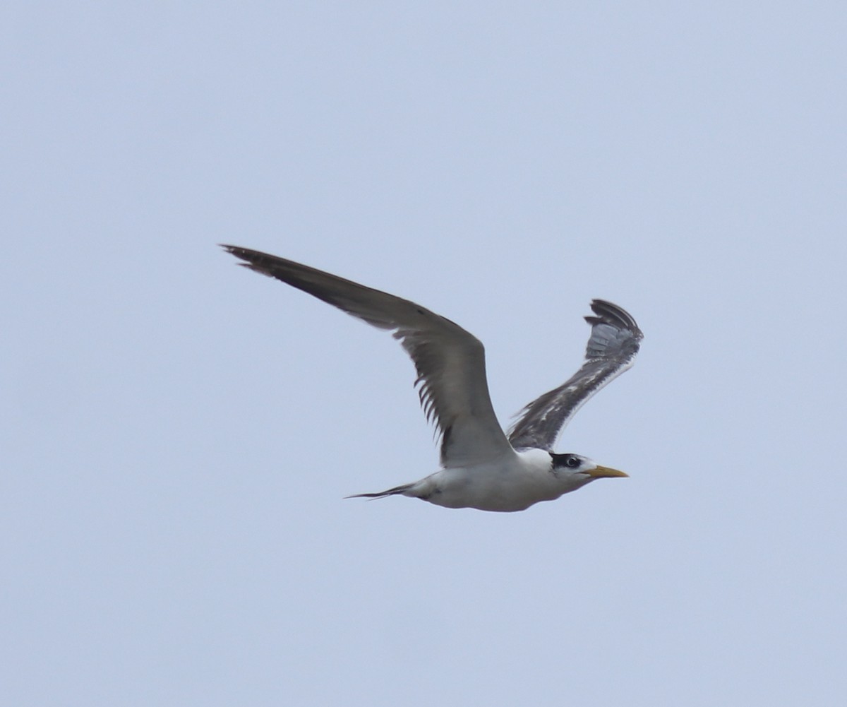 Great Crested Tern - ML644690207