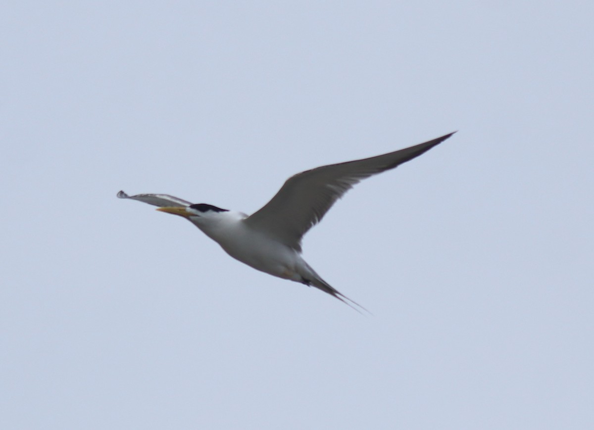 Great Crested Tern - ML644690209