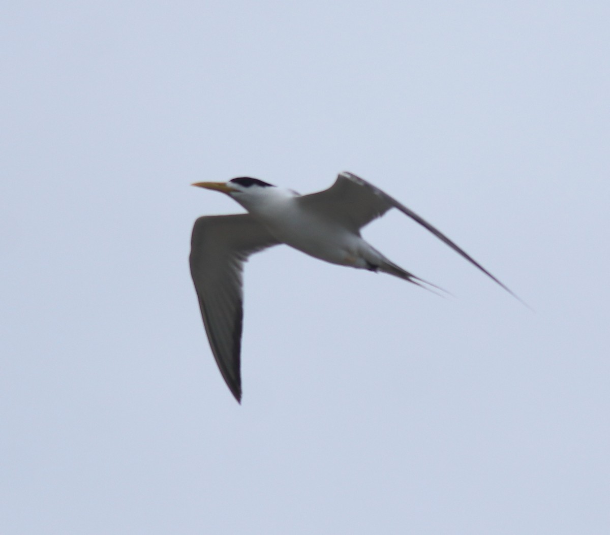 Great Crested Tern - ML644690211