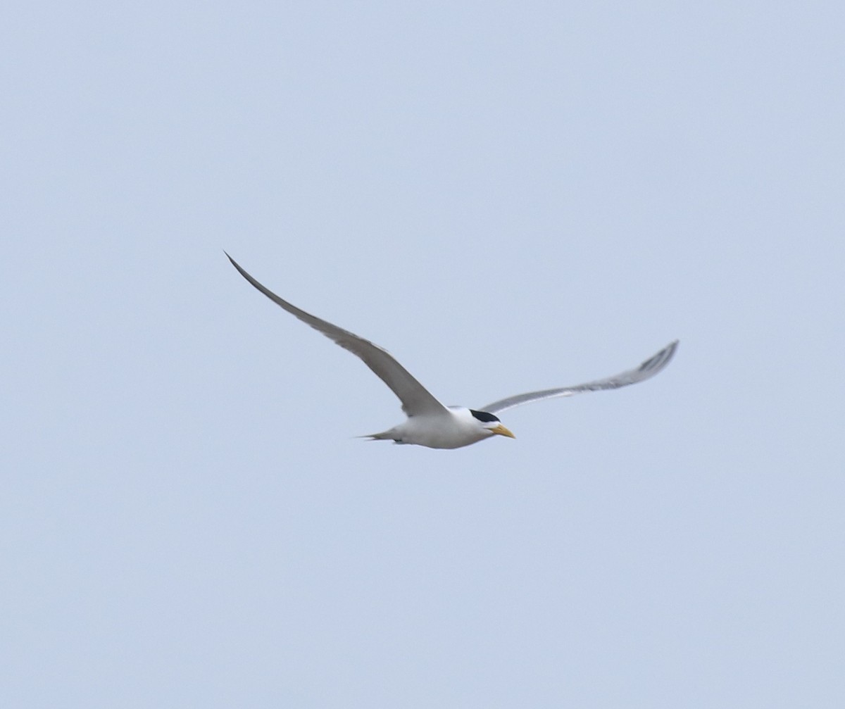 Great Crested Tern - ML644690212