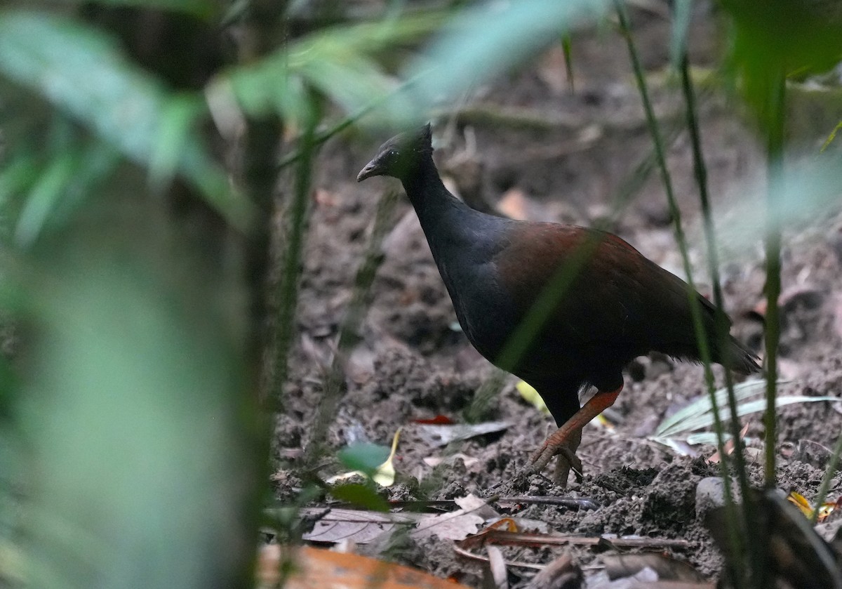 オーストラリアツカツクリ - ML644690214