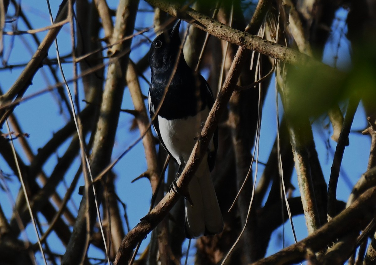 シキチョウ - ML644690217