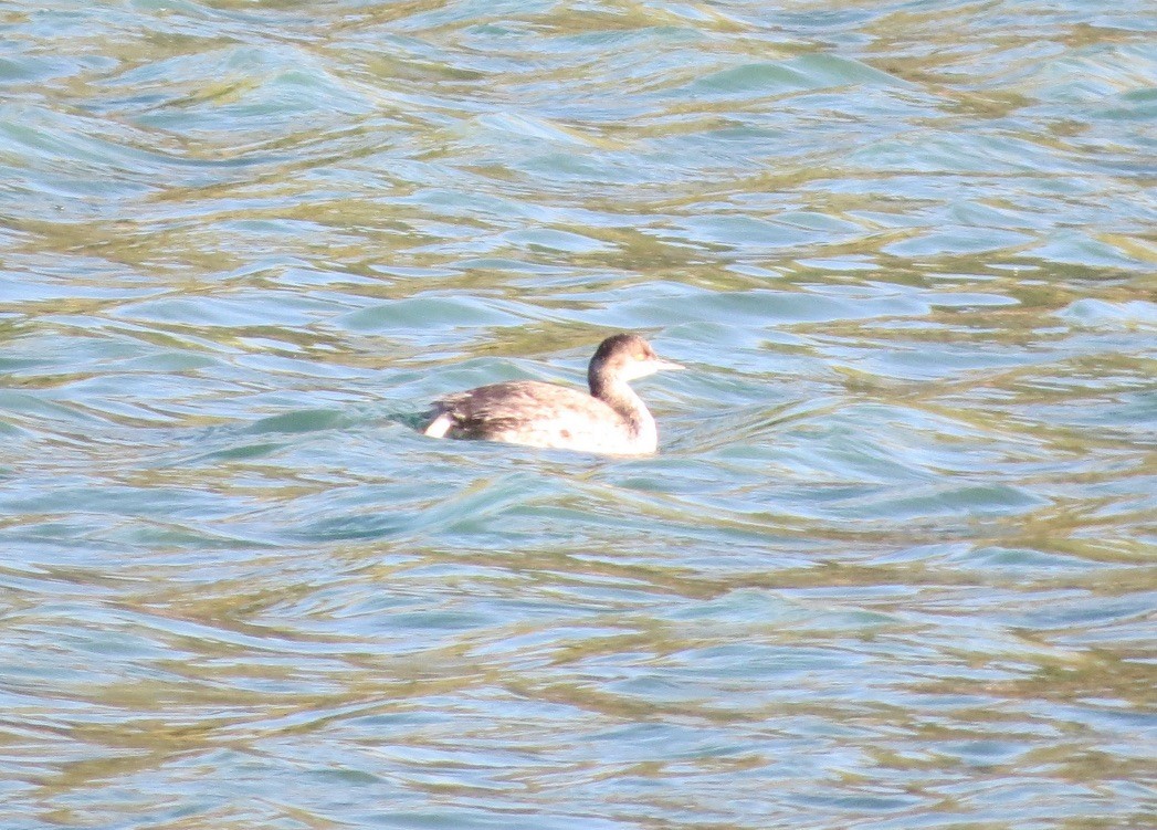 Eared Grebe - ML644690218