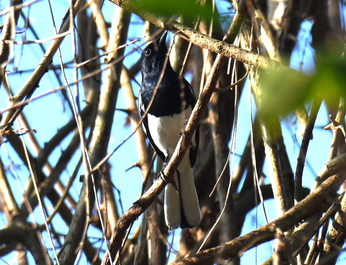 シキチョウ - ML644690221