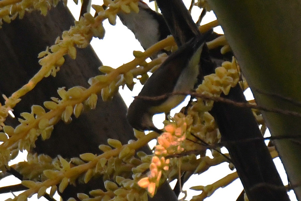 Purple-rumped Sunbird - ML644690229