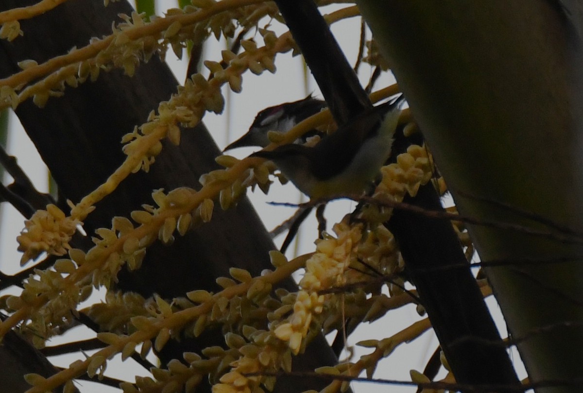 Purple-rumped Sunbird - ML644690235