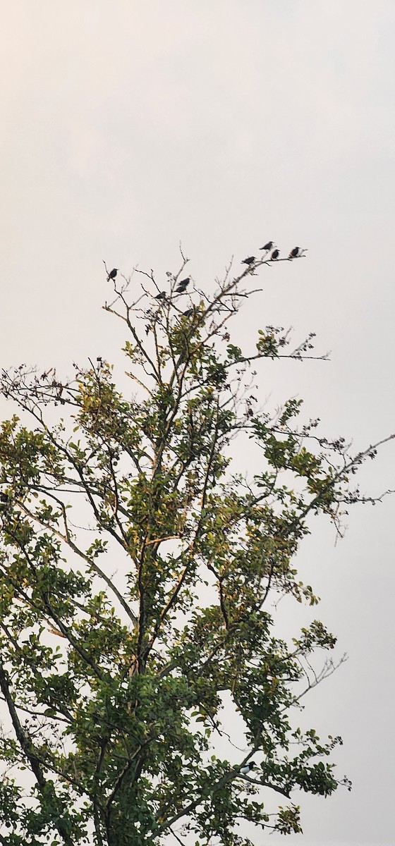 Шпак звичайний - ML644690238