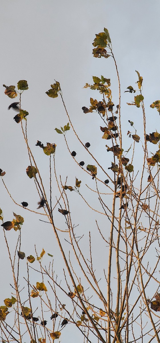 Шпак звичайний - ML644690239