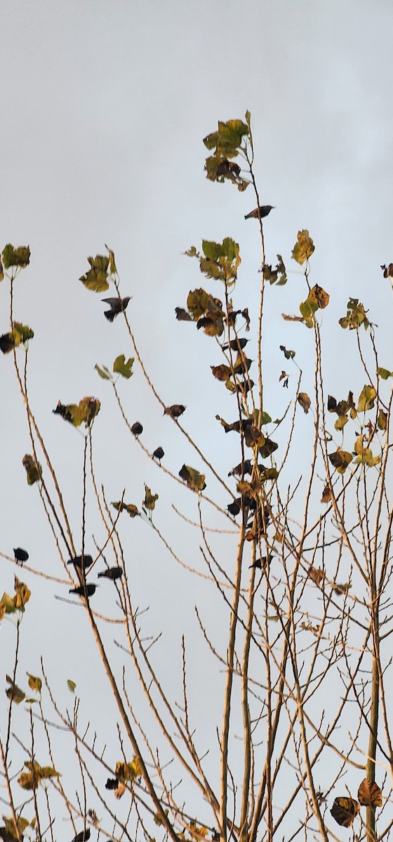 Шпак звичайний - ML644690240