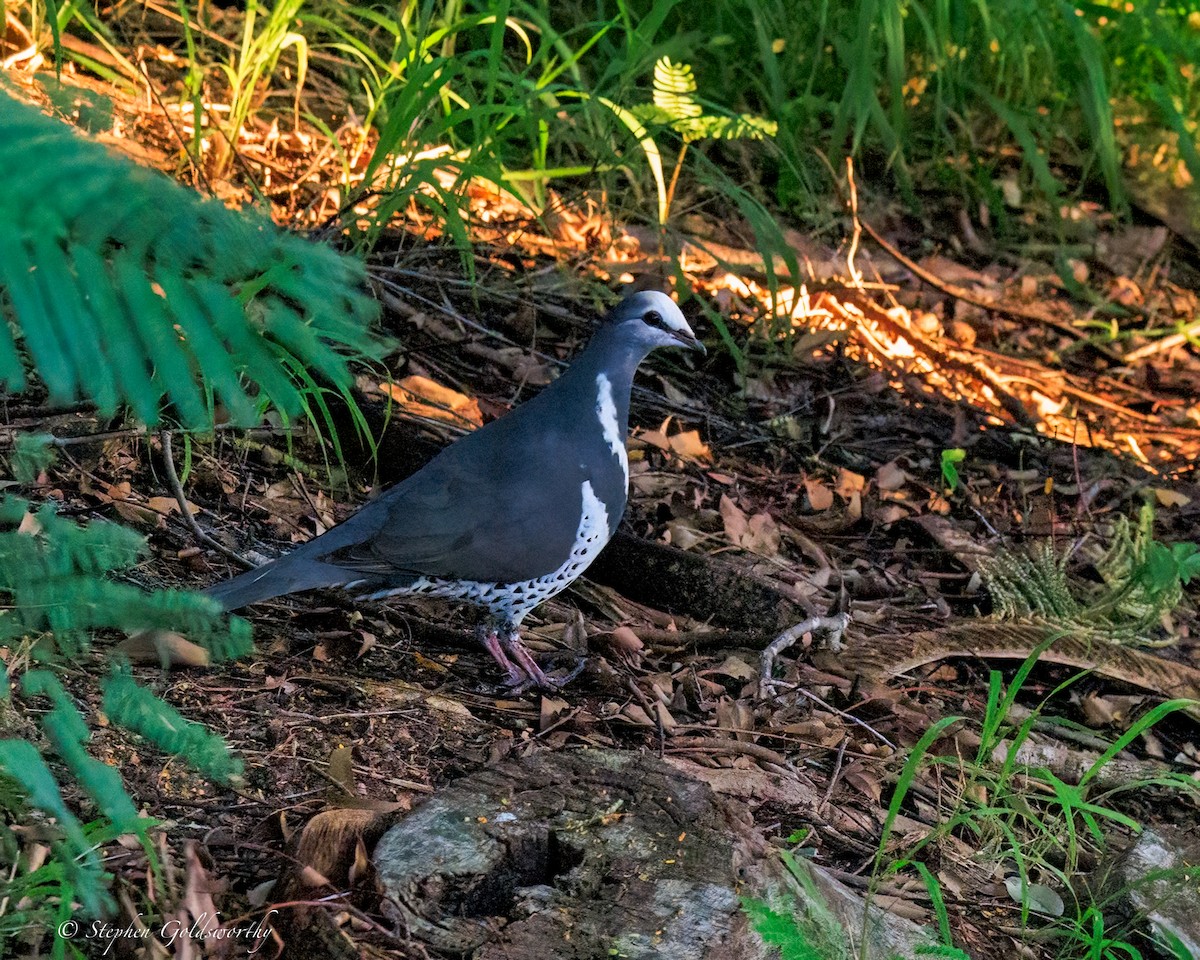 Wonga Pigeon - ML644690242