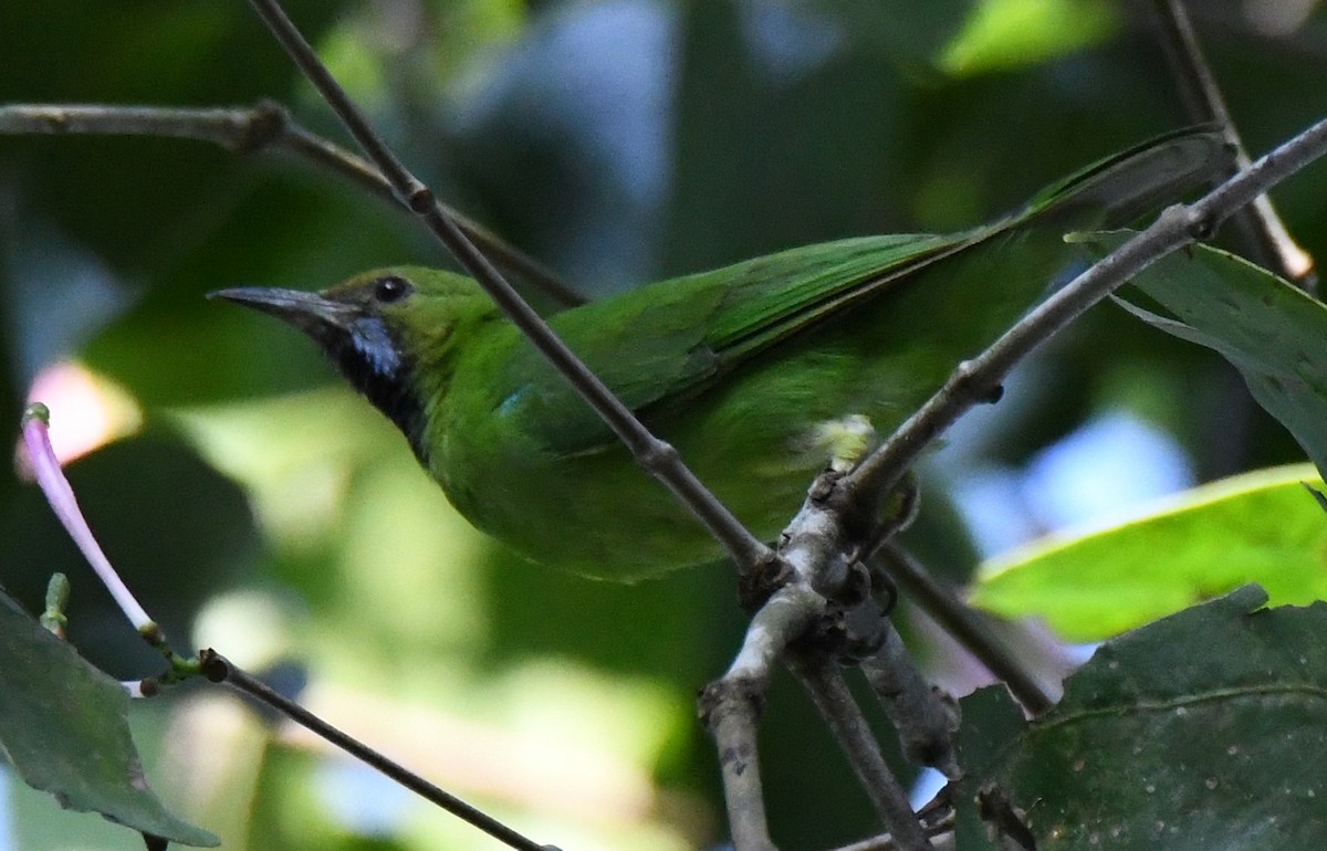 Golden-fronted Leafbird - ML644690244