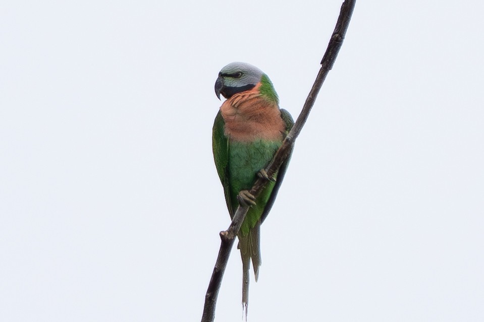 Perruche à moustaches - ML644690245