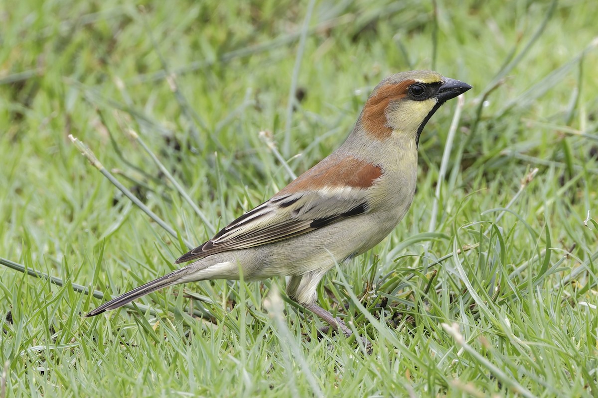 Горобець оливковий - ML644690247