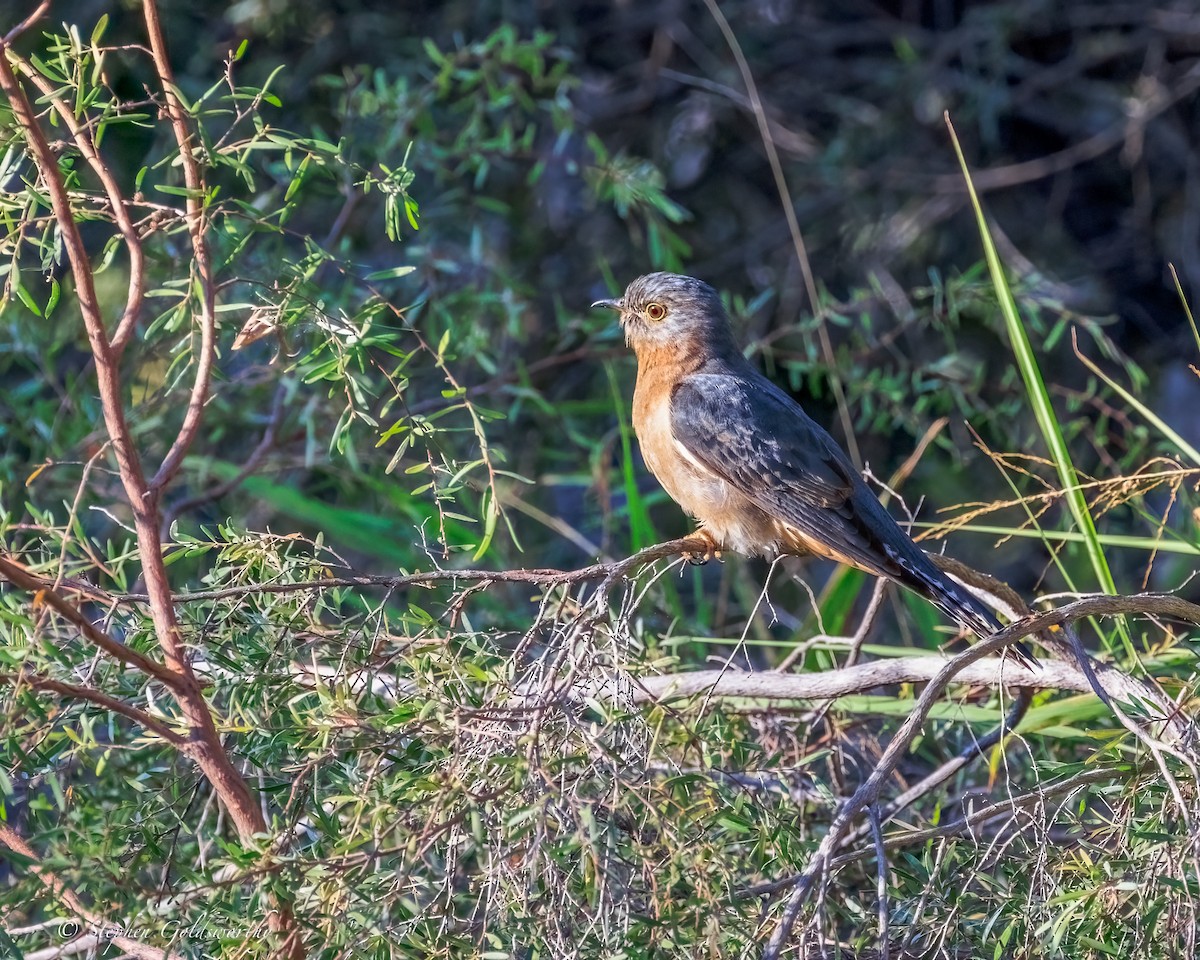 Fan-tailed Cuckoo - ML644690248