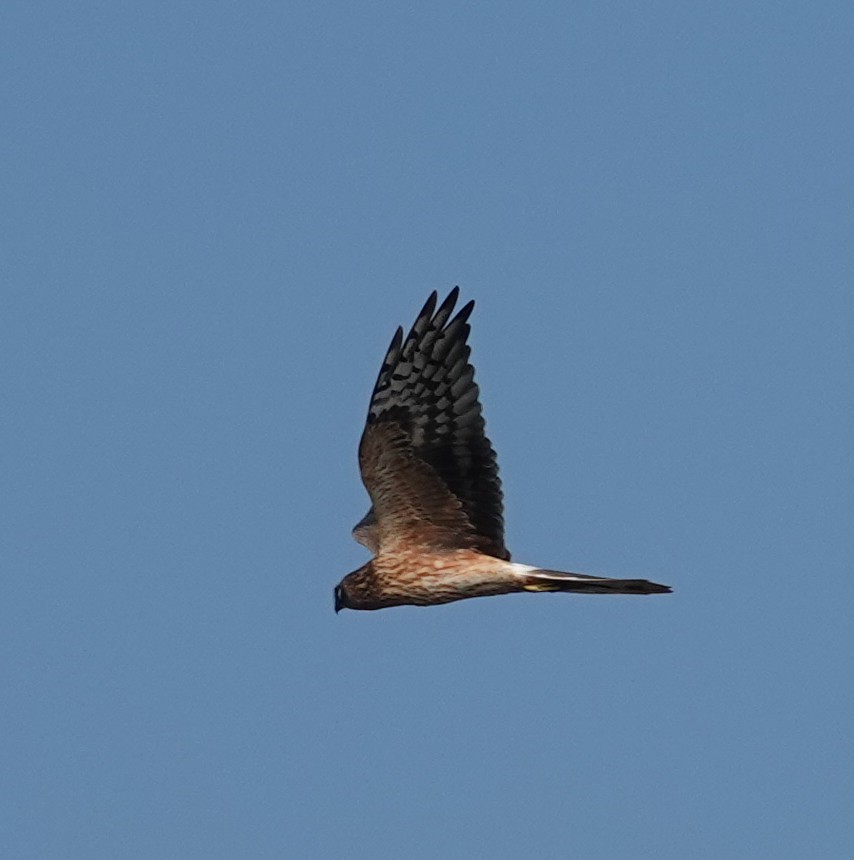 Pallid Harrier - ML644690253