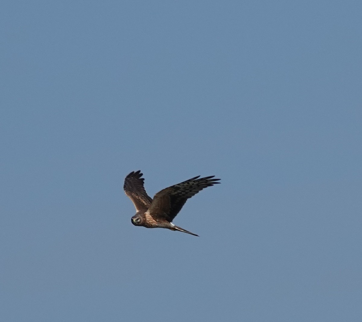 Pallid Harrier - ML644690254