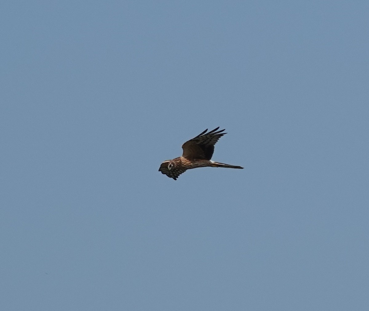 Pallid Harrier - ML644690255