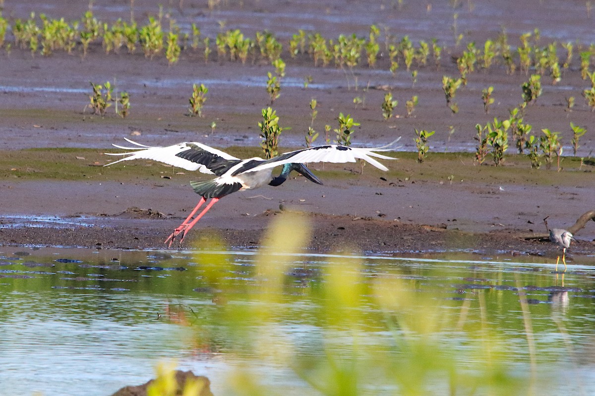 čáp černokrký - ML644690256