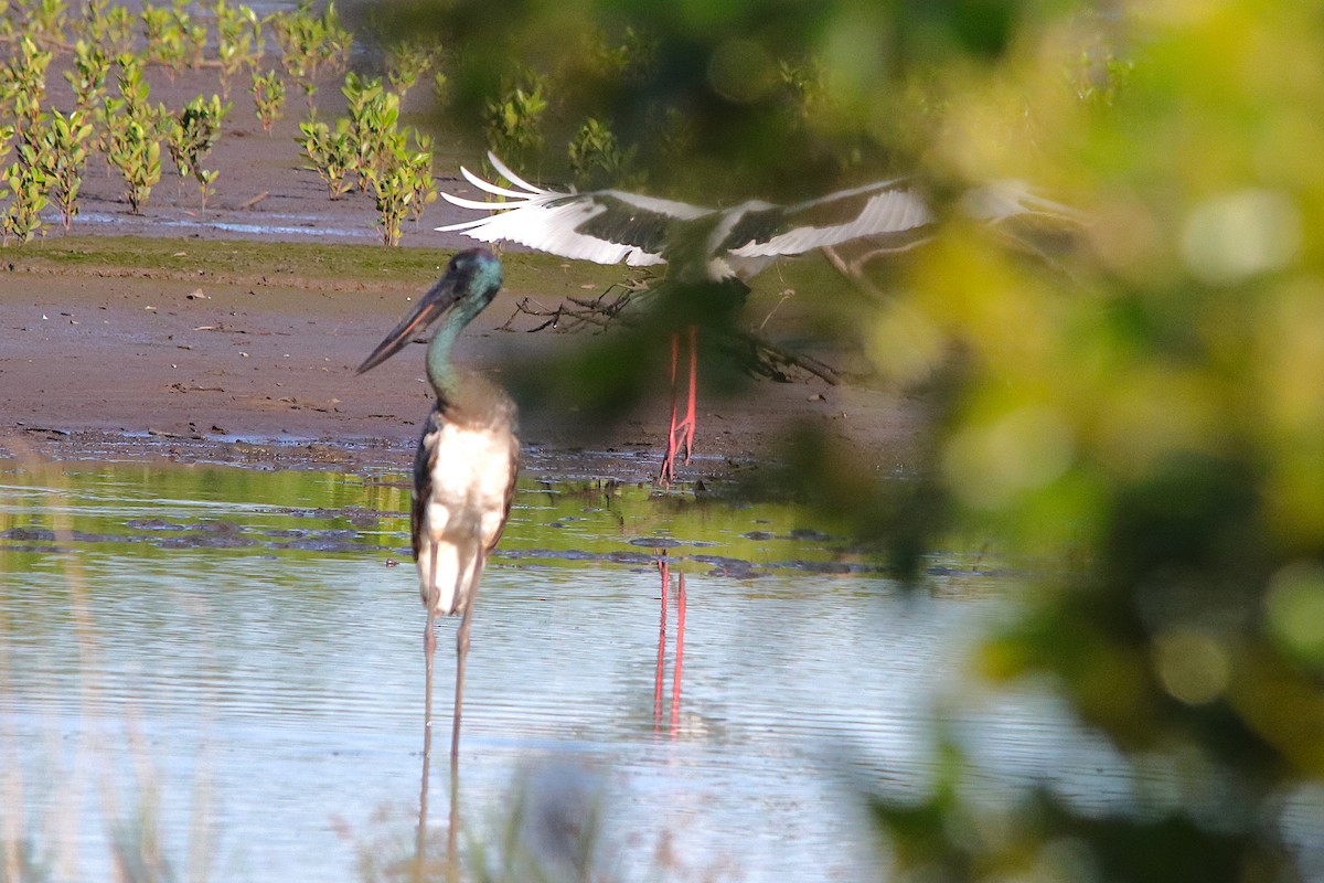 čáp černokrký - ML644690257