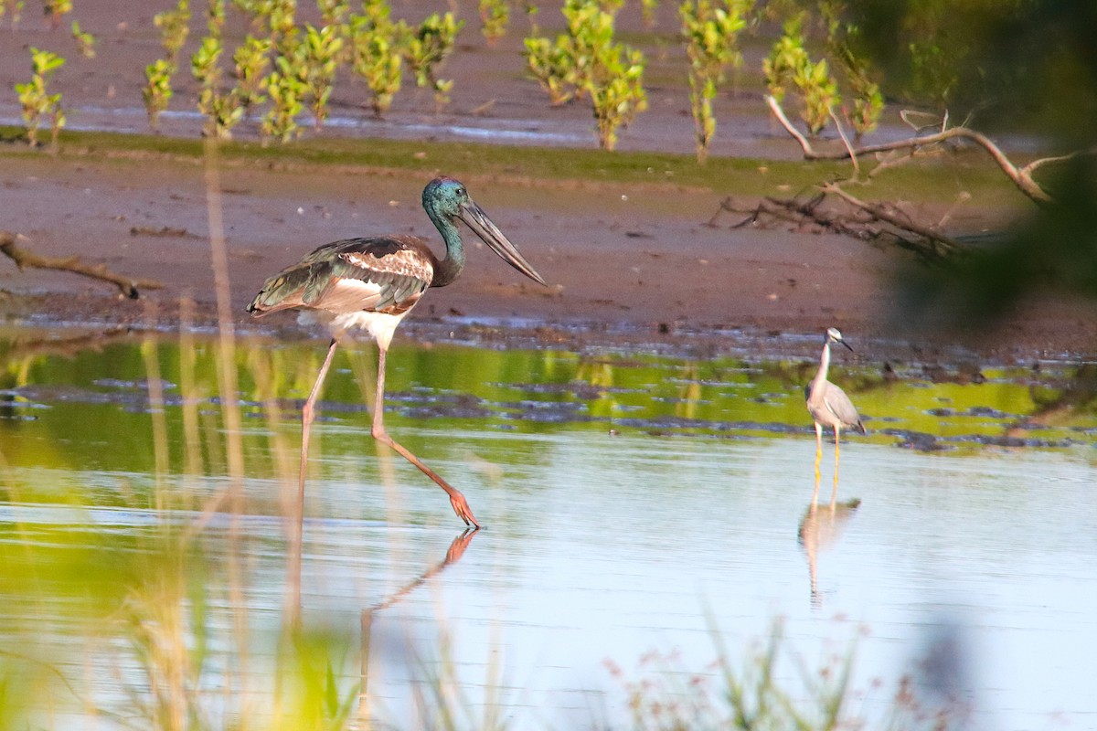 čáp černokrký - ML644690258