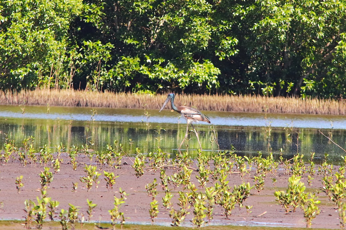 čáp černokrký - ML644690259