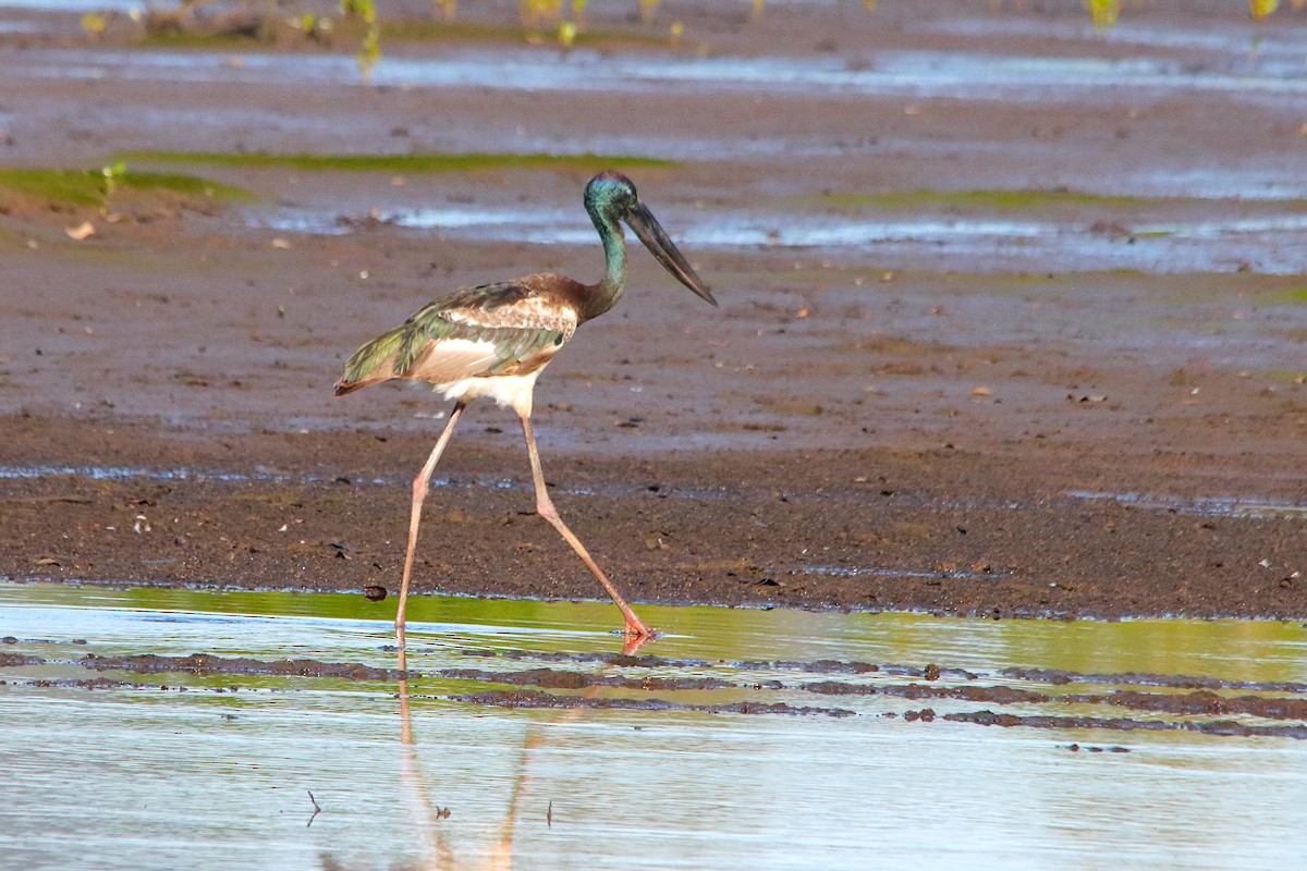 čáp černokrký - ML644690260