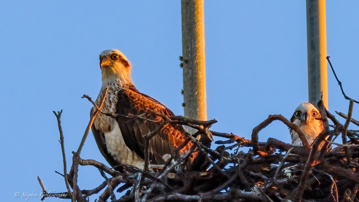 Osprey - ML644690261