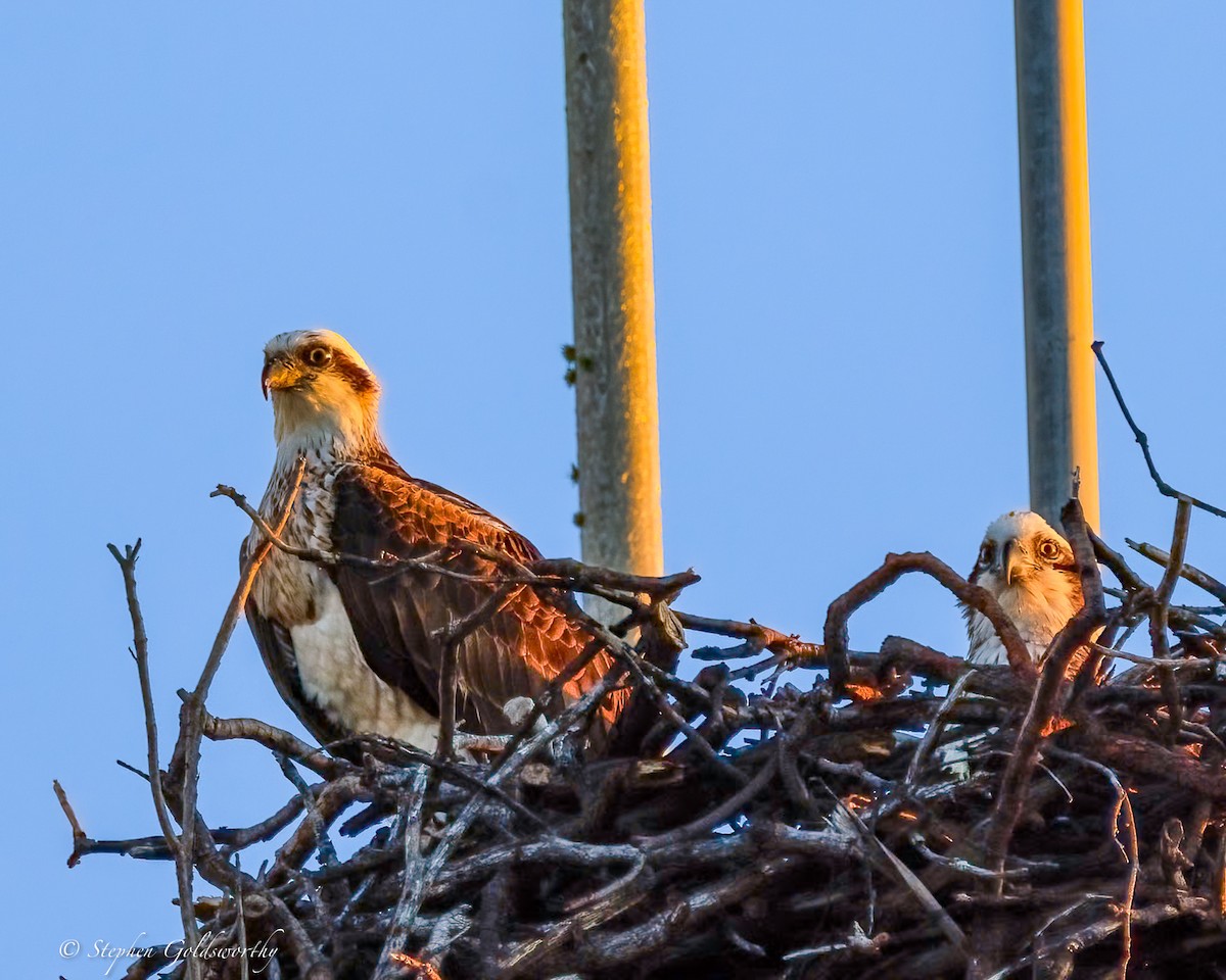 Osprey - ML644690263