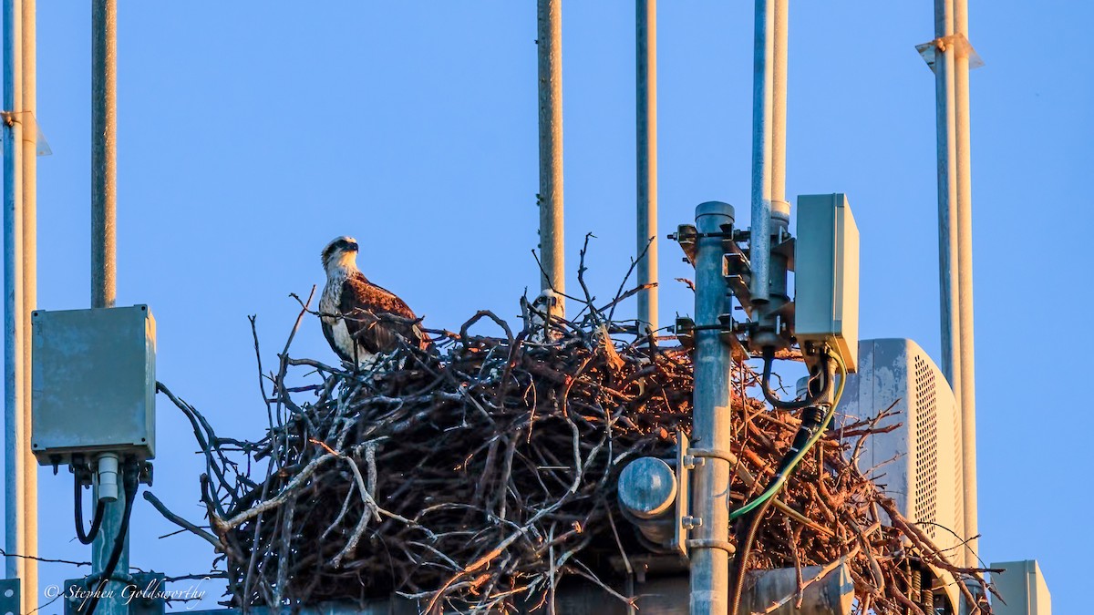 Osprey - ML644690264