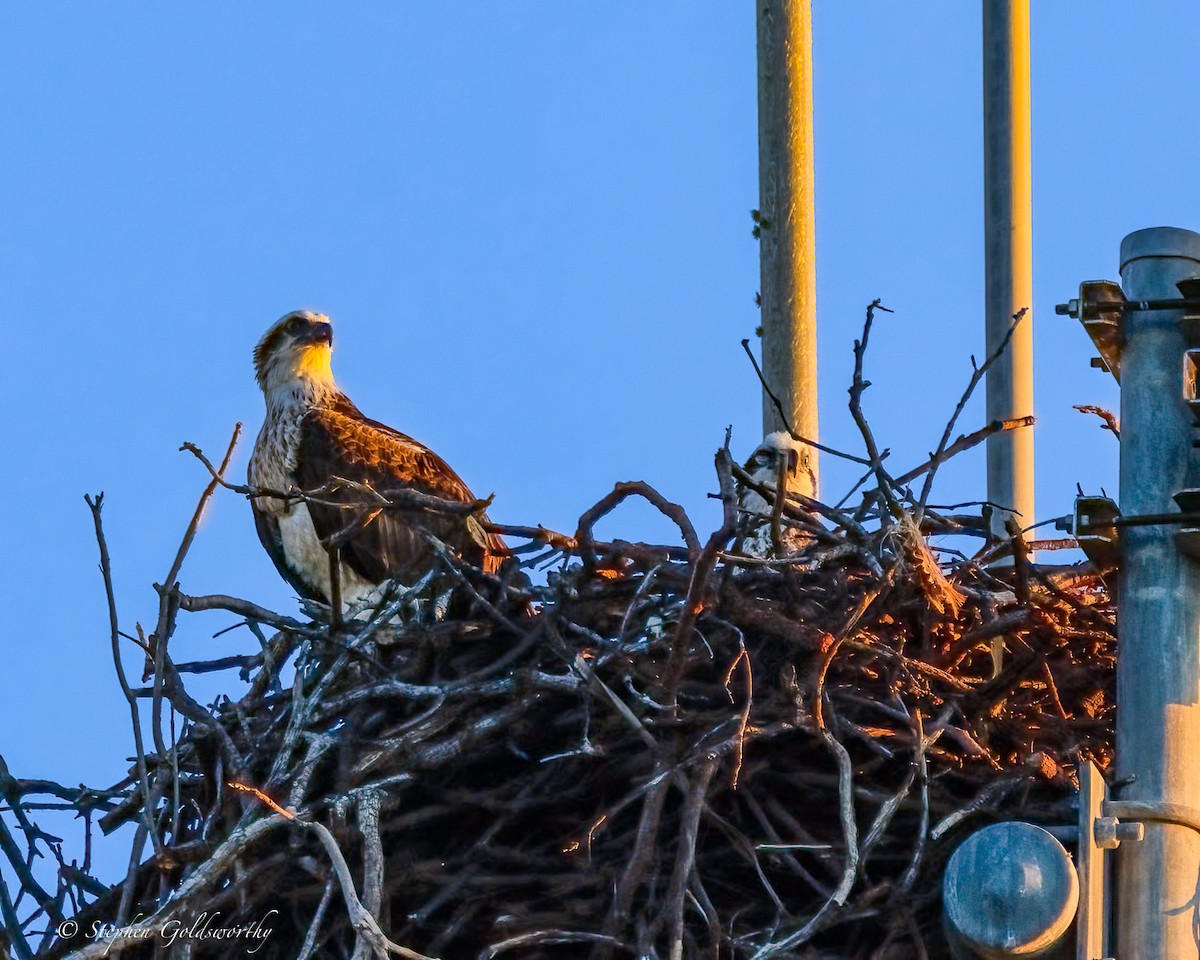 Osprey - ML644690265