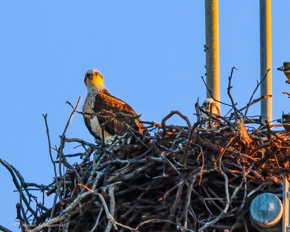 Osprey - ML644690266