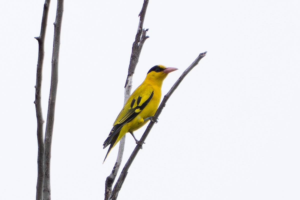 Black-naped Oriole - ML644690275