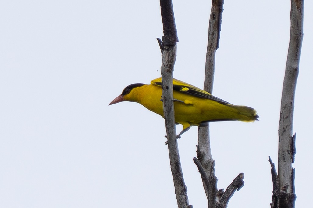 Black-naped Oriole - ML644690276