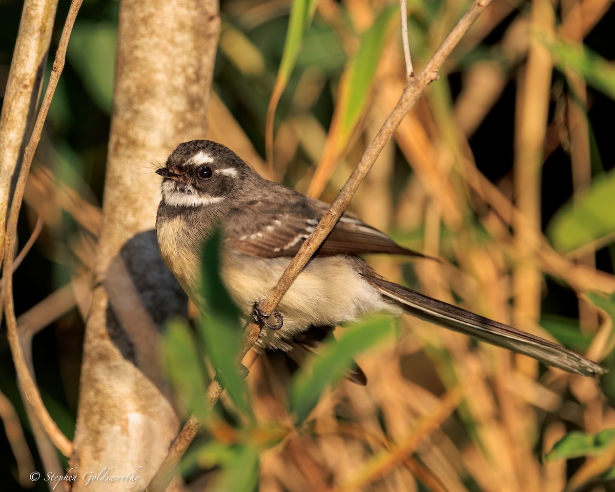 Gray Fantail - ML644690278